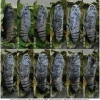 pyr armoricanus pupa6 volg3